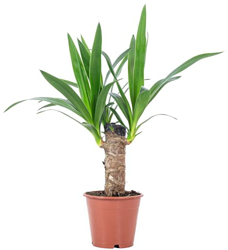 Palmlilie 1-stämmig - pflegeleichte Zimmerpflanze, Yucca Elephantipes Palme 20 - Höhe ca. 45 cm, Topf-Ø 12 cm