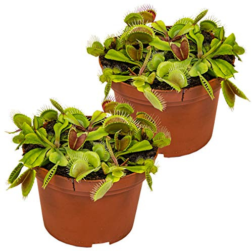 Bloomique - 2er-Set - Dionaea Muscipula - Venusfliegenfalle - Fleischfressende Pflanzen - Höhe 10-15 cm - Topf 12 cm