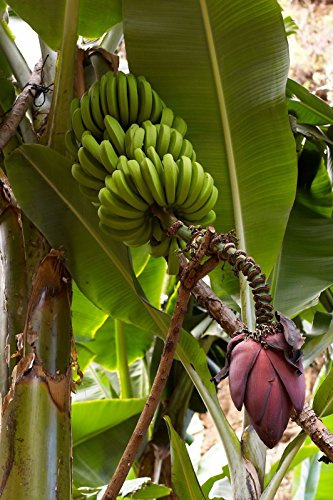 5 Samen von Musa acuminata Banana Exotic