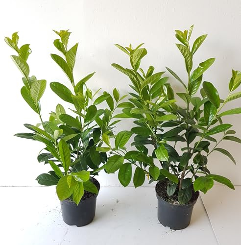 Prunus Novita Kirschlorbeer Pflanzen, 10 x Höhe: 60-80 cm, Immergrün, Winterhart