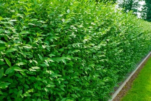 10st. Liguster ovalifolium 50-80cm Ligustrum ovalifolium reine Pflanzhöhe Wurzelware Heckenpflanzen Ligusterhecke Garten