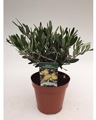 Olivenbaum Olea Europaea Stämmchen 30 cm - Formgehölz, dekorativ, pflegeleicht, ideal für Terrasse, Balkon und Garten - Robust & winterhart, perfekt für mediterrane Gartengestaltung