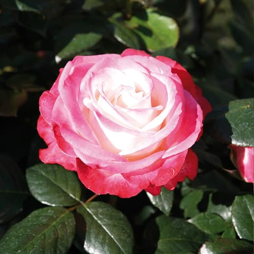 Edelrose Nostalgie® - Stark duftende Rose mit zweifarbiger Rosenblüte in rot & creme-weiß -Winterharte wurzelnackte nostalgische Edelrose von Garten Schlüter - Pflanzen in Top Qualität