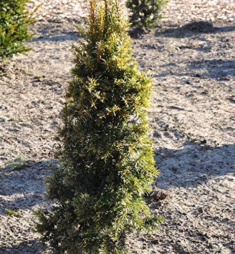 Gelbe Eibe 20-25cm - Taxus baccata Aurea - lebende Gartenpflanze aus den Baumschulen