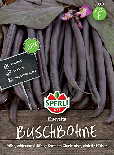 Sperli Buschbohnensamen Bluevetta 80017 – Die perfekten Bohnensamen für eine blauviolette Ernte. Die frühe, robuste Sorte mit einer Größe von ca. 15 cm.