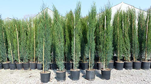 gruenwaren jakubik 1x Mittelmeerzypresse 140-160 cm Säulen Toskana Zypressen Zypresse Cupressus Semper.