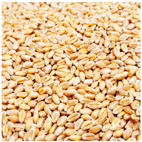 Petigi Weizenkörner Einzelfuttermittel Futter für Hühner, Vögel, Wildvögel, Kaninchen, Getreide Weizen Körner, im Sack