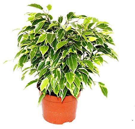 Exotenherz Birkenfeige Ficus Kinky weissbunte Blätter 1 Pflanze pflegeleicht luftreinigend 12cm Topf