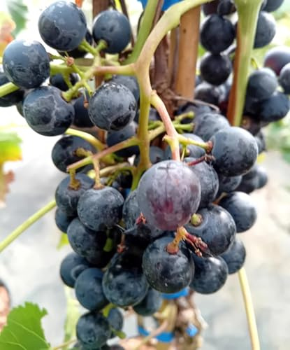Blaue Weintraube Vitis Regent Weinrebe 80-100 cm