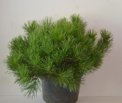 Zwergkiefer, Pinus mugo var. pumilio 30-40 cm breit im 5 Liter Pflanzcontainer
