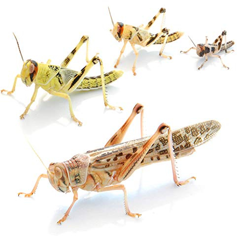 proinsects Wüstenheuschrecken subadult 50 STK. - Futterinsekten