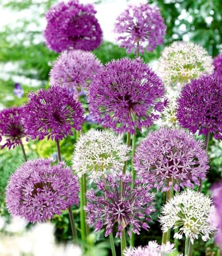 BALDUR Garten 12er Zierlauch Allium-Mix 'Big Head', Zwiebeln | Zwiebelumfang 12-14 cm, Blumenzwiebeln, winterhart, pflegeleicht, Zierlauch, trockenheitsverträglich