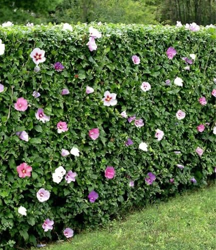 BALDUR Garten 10x Winterharte Hibiskus-Hecke, Pflanzen im 9x9 cm-Topf, Blüten essbar, bienenfreundlich, Garteneibisch Roseneibisch, Hibiscus Syriacus Blütengehölze Zierstrauch, blühend