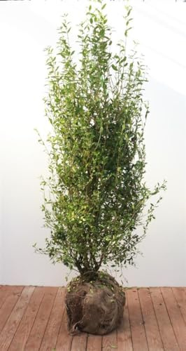 Liguster 'Atrovirens' 150-175 cm Ballen Ligustrum vulgare winterhart