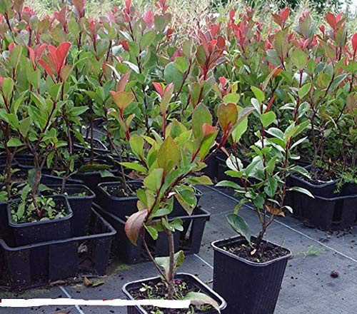 Plantenwelt Wiesmoor Zwerg-Glanzmispel Little Red Robin, 40–60 cm hoch | 3 L Topf; immergrün; kompakt; Hecke, Gehölzbeet oder Einzelstellung