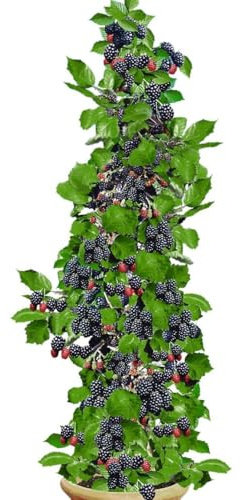 BALDUR Garten 1x Säulen-Brombeere Navaho® 'Big&Early' dornenlos, Pflanze im 2 Liter-Topf, Rubus fruticosa, Säulenobst Beerenobst Brombeerpflanze, winterhart, platzsparend, ertragreich