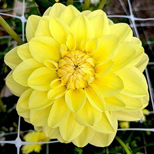 Pompon Dahlie, MysteriöSe Magische GlüHbirne, Winterhart Zwiebeln, Einfach Zu ZüChten, Dahlien Knollen MehrjäHrig, Seltene Pflanze, Dahlien Zwiebeln, 4zwiebeln-A