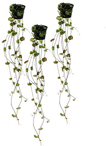 3er Set Ceropegia woodii, Leuchterblume