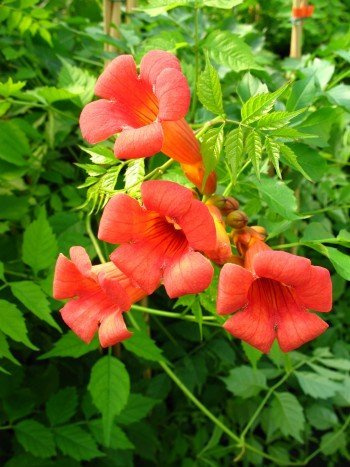 Trompetenblume, Campsis Madame Galen 80 cm hoch im 3 Liter Pflanzcontainer | Winterhart & blühfreudig – schnellwachsende, bienenfreundliche Kletterpflanze zur Fassadenbegrünung