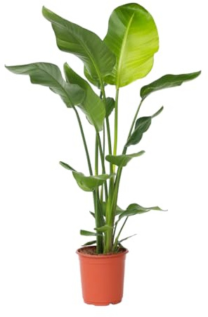 Plant in a Box - Strelitzia Nicolai - Paradiesvogelpflanze - Höhe 90-110cm - Topf 21cm - Strelitzie Grüne Zimmerpflanze