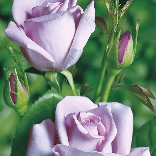 Edelrose Mainzer Fastnacht in silbrig-fliederfarben - Duftrose winterhart - Rosen-Blüte in silbrig-fliederfarben - Rose stark duftend als wurzelnackte Rose in A-Qualität von Garten Schlüter - Pflanzen