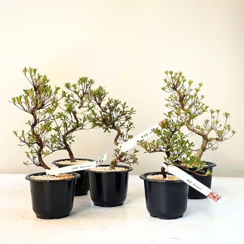Satsuki Azalee Bonsai – 1x Japanischer Outdoor Bonsai Baum – Perfekter Anfänger- Winterhart – 12 cm Topf – Pflegeleichter Blütenbonsai – Blüht in Wunderschönen Farben (Kaminoyamakirin)