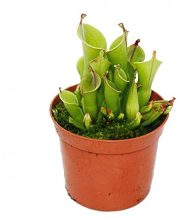 Fleischfressende Pflanze - Sumpfkrug - Heliamphora - 9cm Topf - Rarität