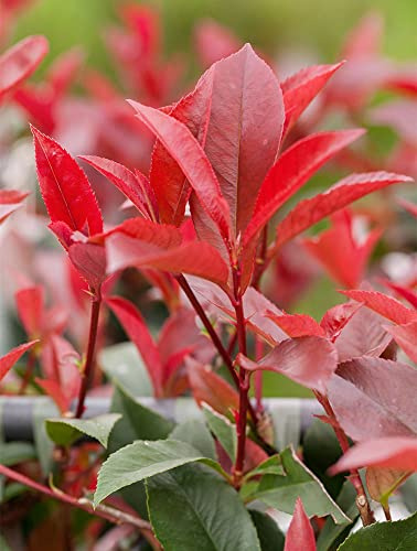 Rote Glanzmispel 'Red Robin' - Photinia fraseri 'Red Robin' - Containerware 60-100cm - Garten von Ehren®