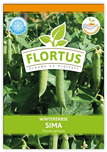 FLORTUS – Wintererbse Samen Sima – Erbsensamen zur Anzucht für Garten, Balkon, Küche & Fensterbank – Markerbsen Samen mit höchster Qualität & ohne Gentechnik (ca. 110 Korn)