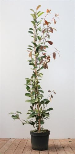 Photinia fraseri 'Red Robin' 125-150 cm – Winterhart, Immergrün, Pflegeleicht – Glanzmispel – Heckenpflanze für Garten & Sichtschutz