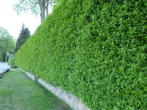 Garten-Schlüter® Wintergrüner Liguster Atrovirens, 40-60 cm geliefert im Container - Ligustrum vulgare als Ligusterhecke - schnellwachsend, pflegeleicht, robust, immergrün - Heckenpflanze