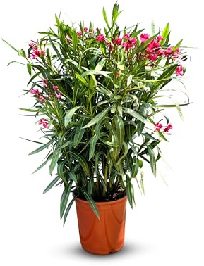 Sunny Tree - Pflanze - Oleander - Nerium Oleander - Farbe Rot - Höhe 100-120 cm - für draußen - Immergrün im Winter