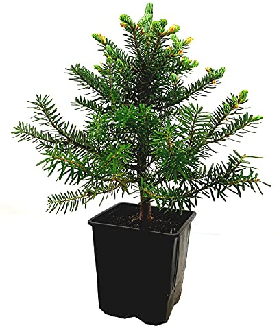 Seedeo® Korea Tanne (Abies koreana) Pflanze ca. 15-20 cm hoch