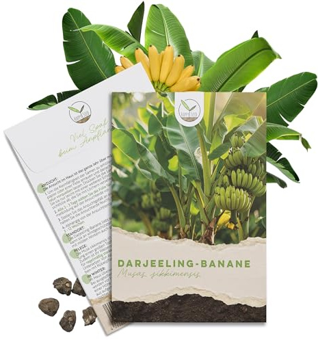 Darjeeling Bananen Samen (Musa sikkimensis) - Winterharte Banane mit wunderschönen Blättern Indoor und Outdoor geeignet