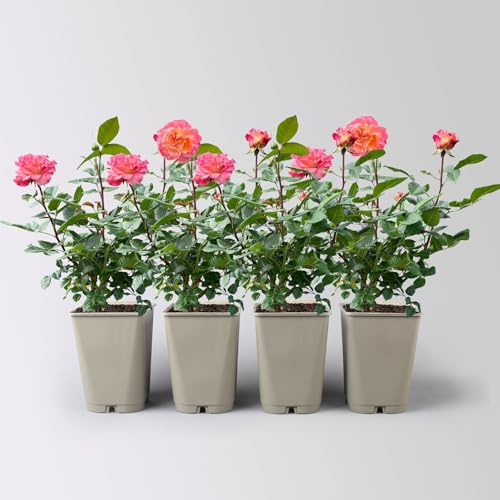 Edelrose 'Augusta Luise®' ist eine rose-apricotfarbene, öfterblühende Gartenrose mit unvergleichlich intensivem Duft. Im 6 Liter Topf.