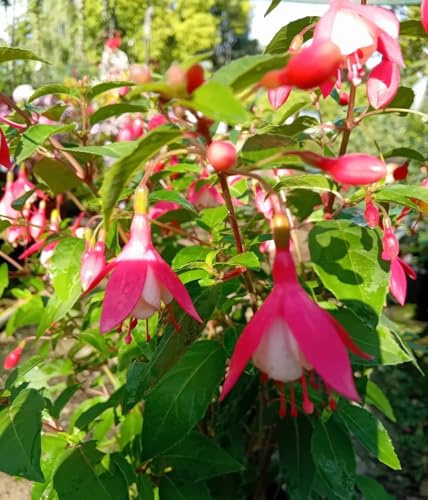 Fuchsie Lady Thumb großer 2 L Topf Fuchsia magellanica