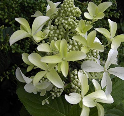 Rispenhortensie Great Star - Hydrangea paniculata Great Star