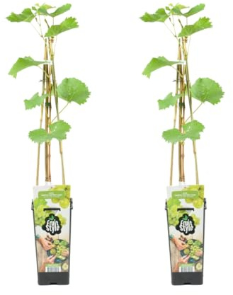 Bloomique - 2er-Set - Vitis Vinifera 'Vroege van der Laan' - Weintraubenpflanze - Weiße Weintrauben - Obstpflanzen - Gartenpflanzen - Winterhart - Topf 14 cm - Höhe 60-70 cm