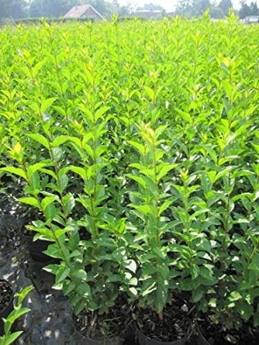 Ligustrum ovalifolium 100-120 cm – Winterhart, Mehrjährig, Pflegeleicht – Ovalblättriger Liguster – Heckenpflanze für Garten & Sichtschutz
