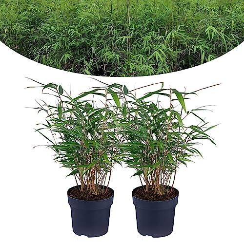 Happy Plants Bambus Pflanze Fargesia I Winterhart & nicht wuchernd, Bambuspflanze-Winterhart, Heckenpflanze Kübelpflanze Gartenpflanze, echter Bambus frisch aus dem Garten… (2 Stück)