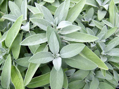 Seedeo® Echter Salbei (Salvia officinalis) 100 Samen BIO