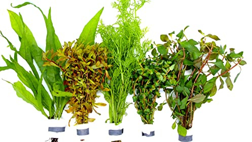 WaterPlants Aquariumpflanzen Set 5 Bunde Mix, Wasserpflanze, Wasserpflanzen, Dicke Bunde