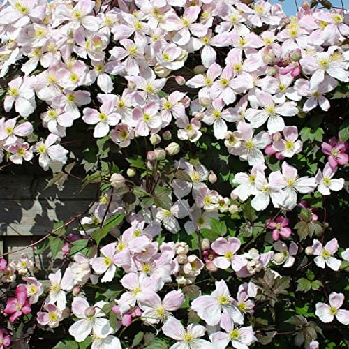 Bloomique - 2er-Set - Clematis Montana Tetrarose - Waldrebe - Rosa - Kletterpflanzen - Gartenpflanzen - Winterhart - Höhe 50-70 cm - Topf 15 cm