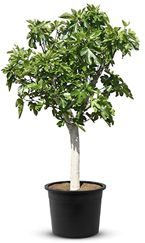 Tropictrees Feigenbaum mit einer Höhe von 240 cm und einem Stammumfang von ca. 30 cm | Feigen zur Saftherstellung und als Zutat für schmackhafte Gerichte | Feigenbaum winterhart mit essbaren Früchten
