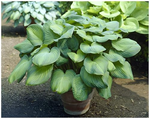 Stauden Gänge 1 x Hosta plantaginea 'Guacamole' im 1 Liter Topf (Staude/Winterhart/Bodendecker/Mehrjährig) Duft Funkie, Herzblatt-Lilie - Strahlendes Laub und ein Hauch von Duft