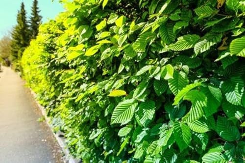 10st. Hainbuche 120-150cm Heckenpflanzen Carpinus betulus Hecke Weißbuche Gartenhecke Hainbuchen Wurzelware
