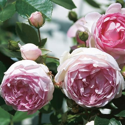 Kletterrose „Jasmina" (Premium) - violett-rosa blühende Topfrose im 6 L Topf - frisch aus der Gärtnerei - Pflanzen-Kölle Gartenrose