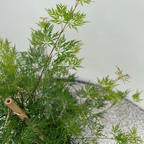 GreenboutiQ - Balkonpflanze - Japanischer Ahorn - Acer palmatum Emerald Lace - Grün - 1 Pflanze - Laubabwerfend - Topf 19cm Höhe 70cm