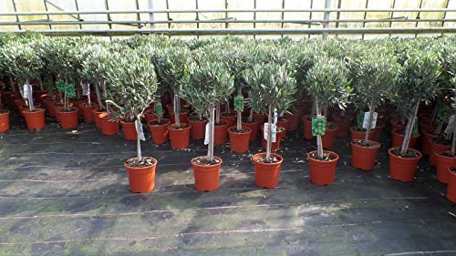 gruenwaren jakubik Olivenbaum Stamm Olive 80-100 cm hoch, beste Qualität, Olea Europaea