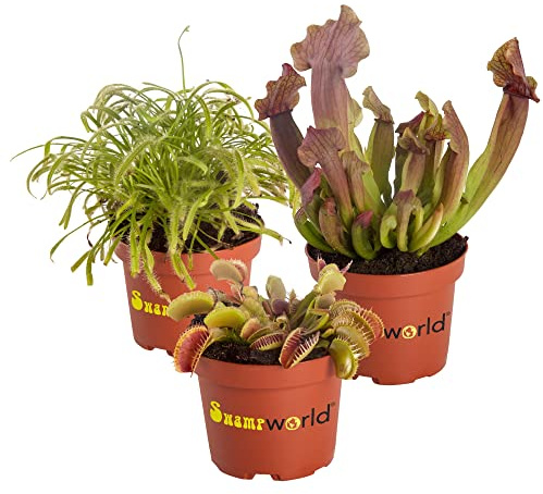 Vdvelde․com - 3x Fleischfressende Pflanzen Set - Venusfliegenfalle, Sarracenia & Sonnentau - Karnivoren Zimmerpflanzen - Ø 9 cm - Natürlicher Insektenfänger - pflegeleicht